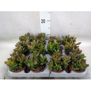 Crassula ovata 'Gandalf'