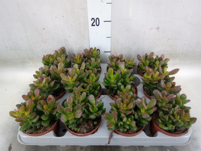 <h4>Crassula ovata 'Gandalf'</h4>