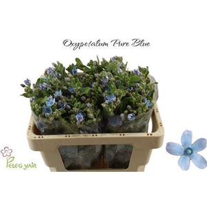 Oxypatalum Co Pure Blue