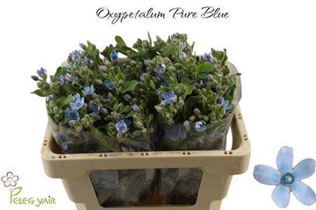 <h4>Oxypatalum Co Pure Blue</h4>