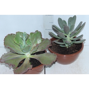 SUCULENTAS C21