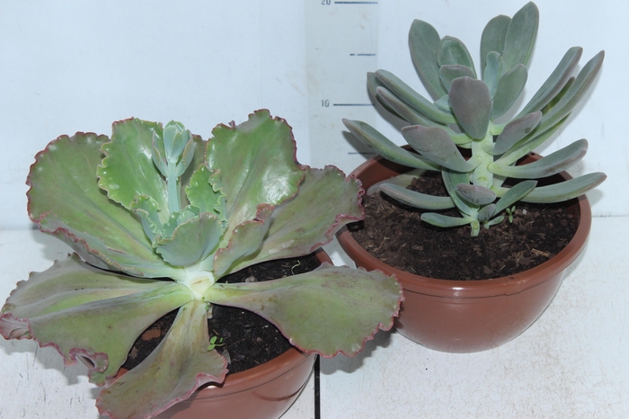 <h4>SUCULENTAS C21</h4>