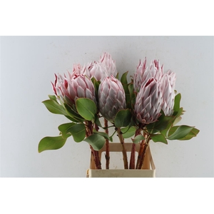 Protea Cynaroides