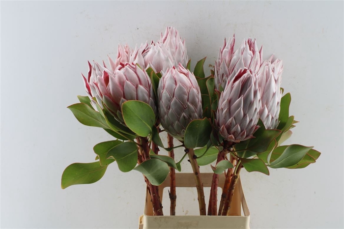 <h4>Protea Cynaroides</h4>