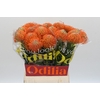 Nutans Ayoba Orange