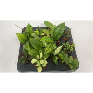 HOYA GEM