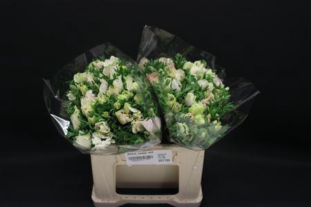 <h4>Anem Zwaar Wit</h4>