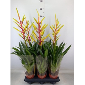 Tillandsia  'Luminosa'