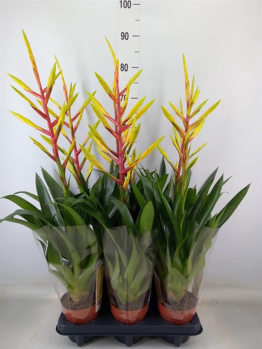 <h4>Tillandsia  'Luminosa'</h4>