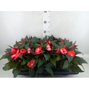 Impatiens NG 'Tamarinda Red Bicol'