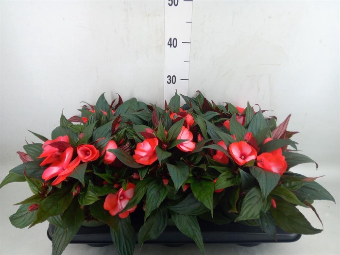 <h4>Impatiens NG 'Tamarinda Red Bicol'</h4>