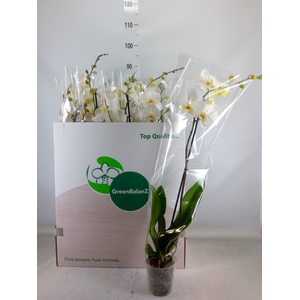 Phalaenopsis   ...white