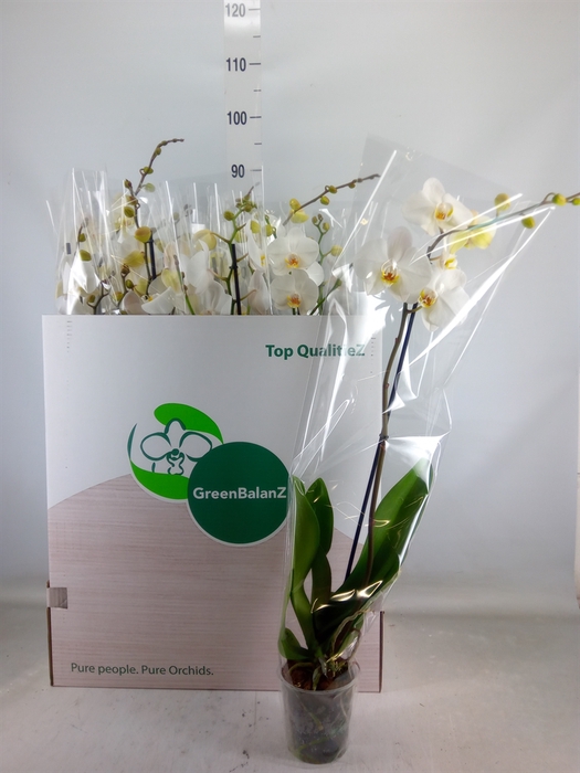 <h4>Phalaenopsis   ...white</h4>