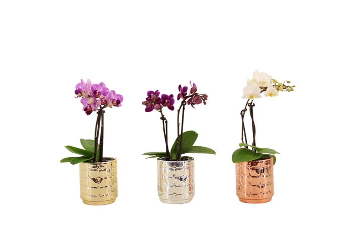 <h4>Mason Mix Tiny Dolls Mix 2T10+ Aqu@</h4>