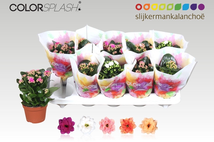 <h4>KAL GE GEM 5 KL</h4>