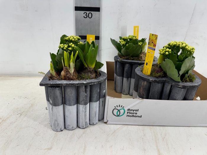 <h4>ARR PL IN SCHAAL</h4>