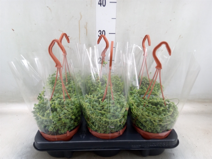 <h4>Senecio herreianus</h4>