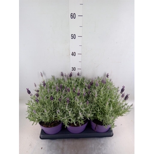 Lavandula stoec. 'Anouk Silver'