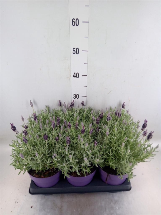 <h4>Lavandula stoec. 'Anouk Silver'</h4>