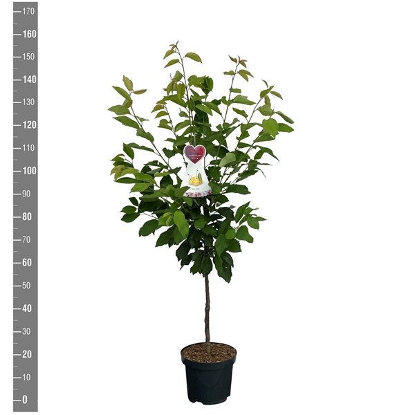 <h4>Prunus a. Donnisens Gelbe struik</h4>