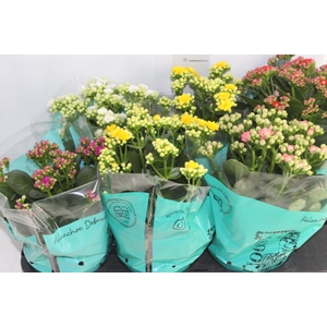 KALANCHOE DOBRADO P15