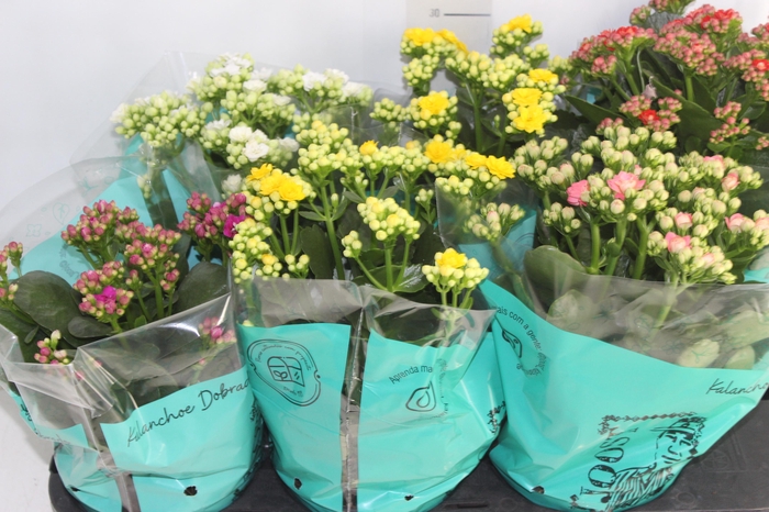 <h4>KALANCHOE DOBRADO P15</h4>
