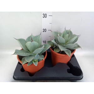 Agave   ...