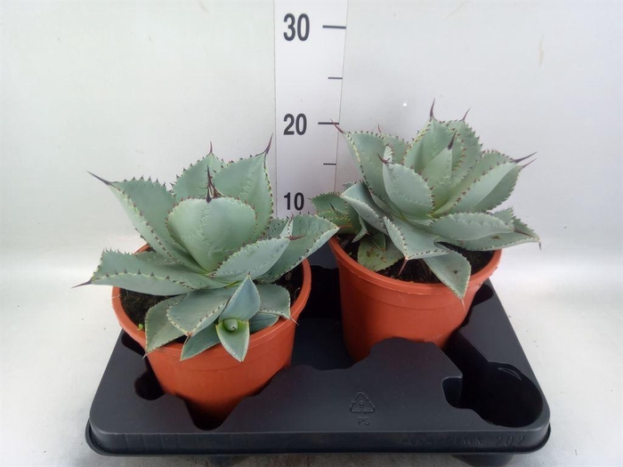 <h4>Agave   ...</h4>