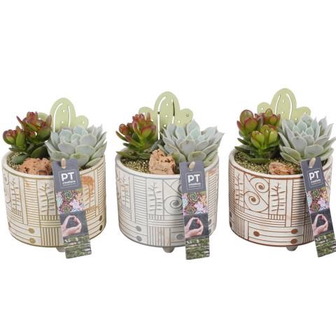 <h4>PTSU8479 Arrangement Succulenten in keramiek pot</h4>