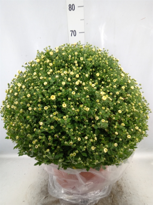 <h4>Chrysanthemum   ..GR</h4>