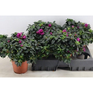 !! PROMO !! RHODO SI FLAMENCO