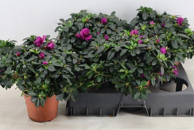 <h4>!! PROMO !! RHODO SI FLAMENCO</h4>