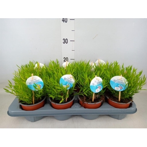 Pogonatherum  'Monica'