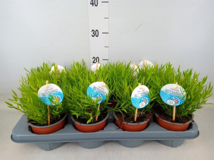 <h4>Pogonatherum  'Monica'</h4>