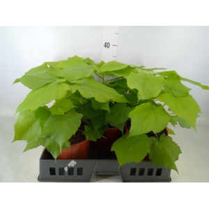 Sparrmannia africana