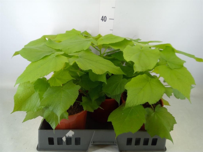 <h4>Sparrmannia africana</h4>