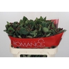 Hypericum Rocky Romance Spray