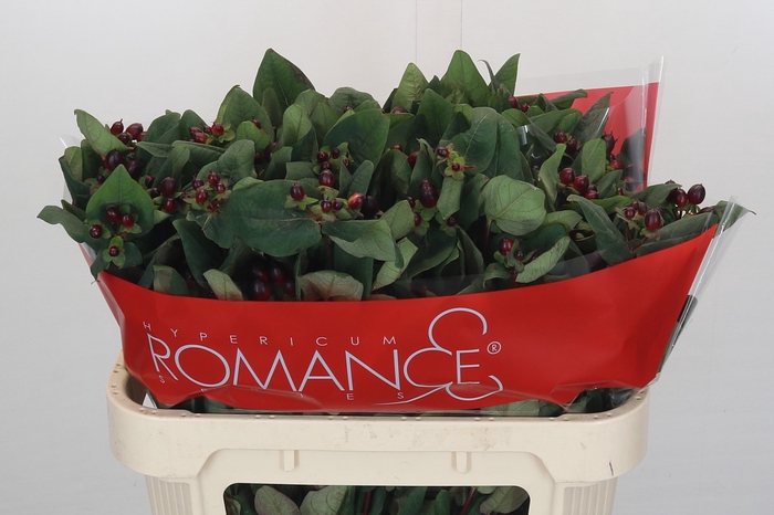 Hypericum Rocky Romance Spray