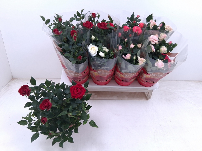 <h4>RO FAV RO GEM 4 SRT</h4>