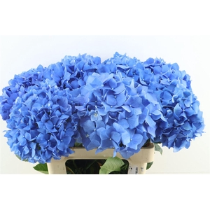 Hydr M Pimpernel 65-21