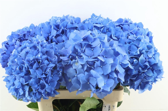 <h4>Hydr M Pimpernel 65-21</h4>