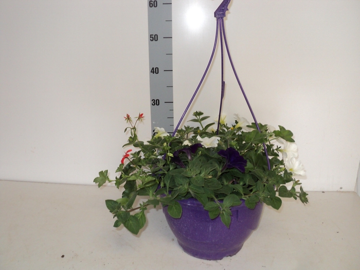 <h4>HANGING BASKETS</h4>