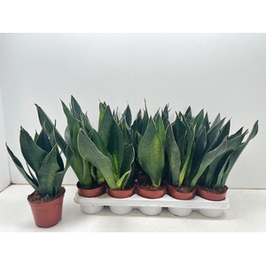 SANSEV TRIFASCIA  OV