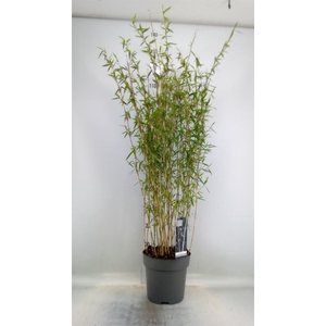 Fargesia nitida 'Volcano'