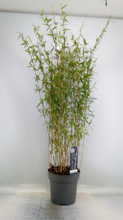 <h4>Fargesia nitida 'Volcano'</h4>