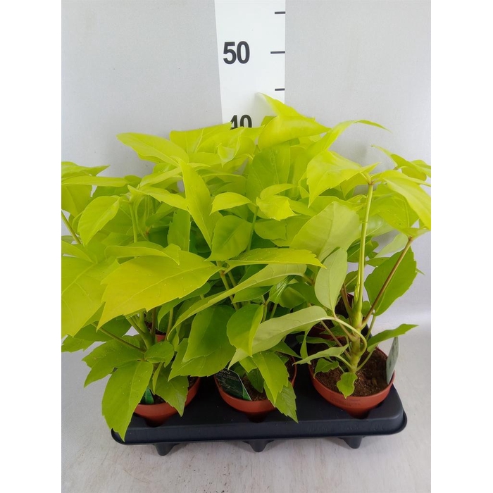 <h4>Schefflera actin.</h4>