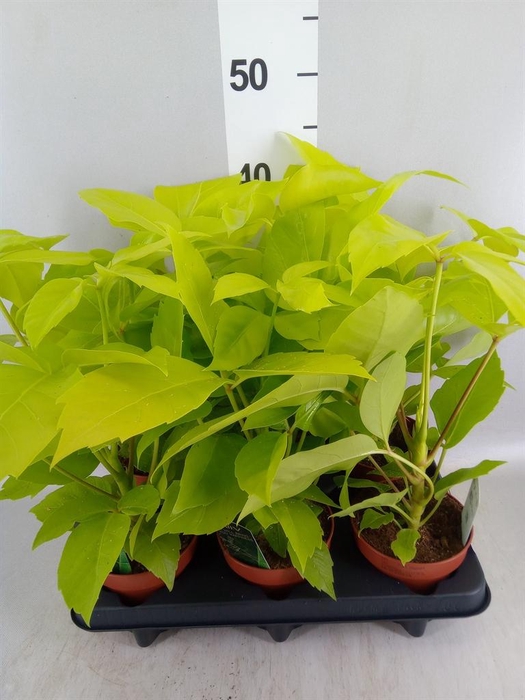 <h4>Schefflera actin.</h4>