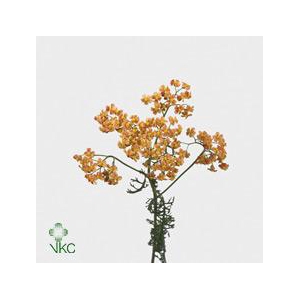 Achillea lachsschon