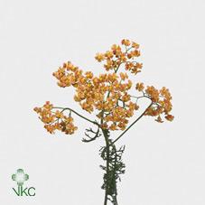 <h4>Achillea lachsschon</h4>