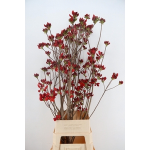RHODO. NEW RED 140CM